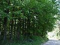 Vorschaubild der Version vom 07:20, 10. Aug. 2010