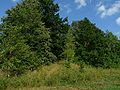 Vorschaubild der Version vom 07:59, 10. Aug. 2010