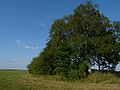 Vorschaubild der Version vom 07:32, 10. Aug. 2010