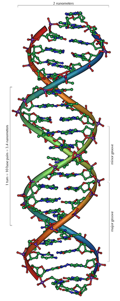 Datei:DNA Overview.png