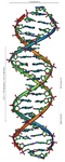 Die Doppelhelix der DNA