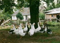 Gänse am Weg zum Friedhof in Juckstein